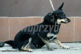 10.10.2013 PARZĘCZEW SUKA 56511